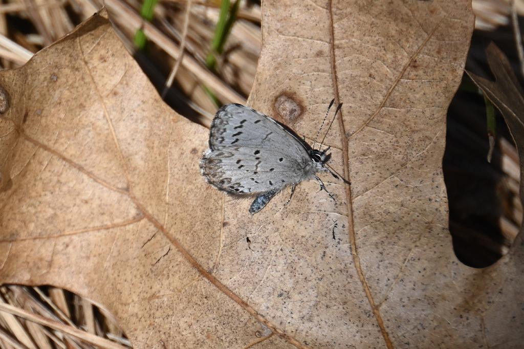 2025-04286663 Parker River  NWR, MA.JPG - Spring Azure Butterfly. Parker River National Wildlife Refuge, MA, 4-28-2025